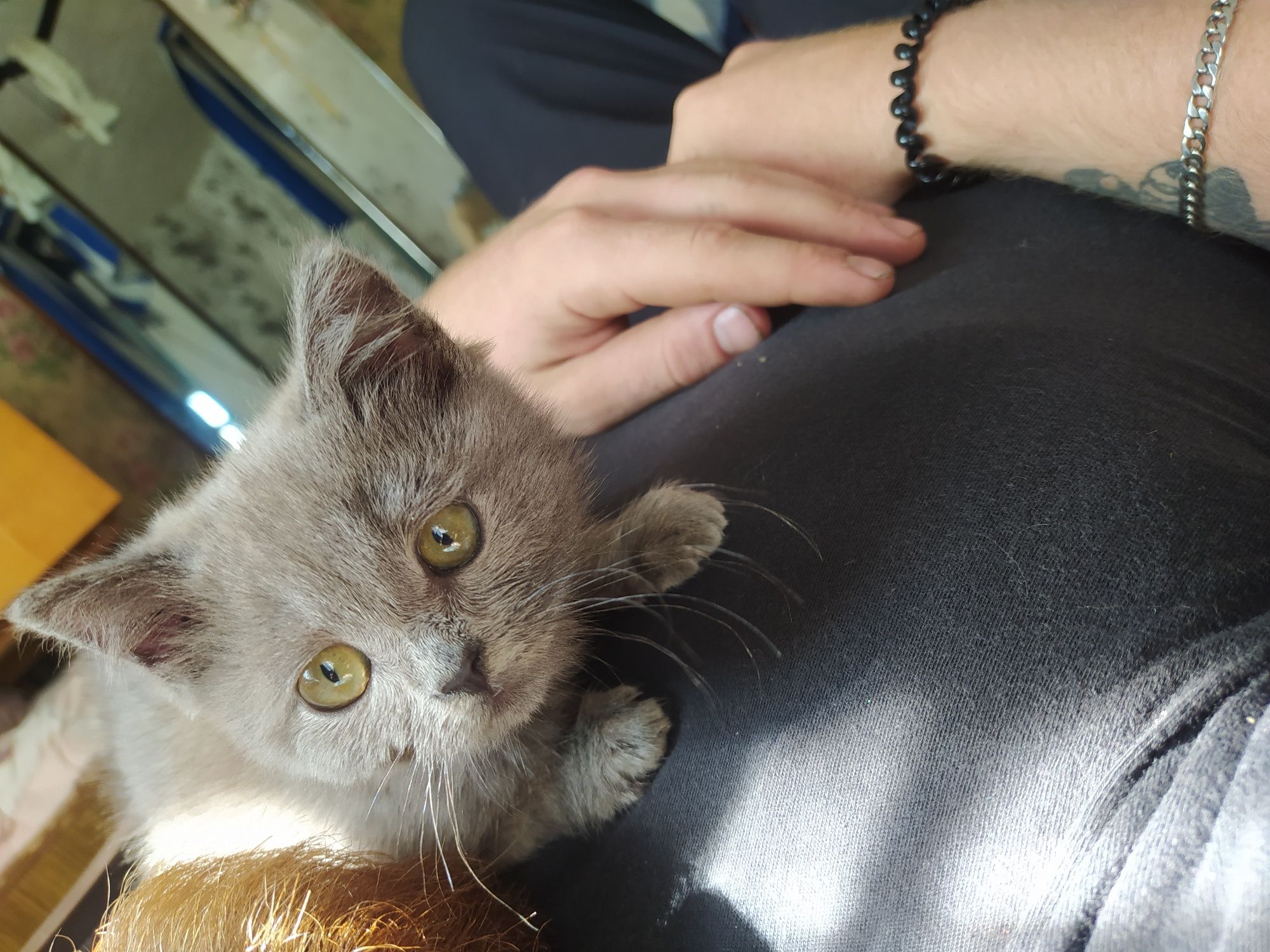 Британский котёнок девочка