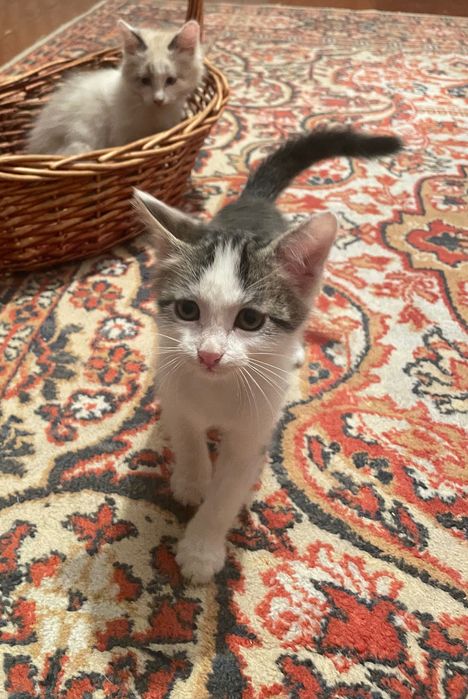 Котята домашние 1-1,5 месяца в хорошие руки