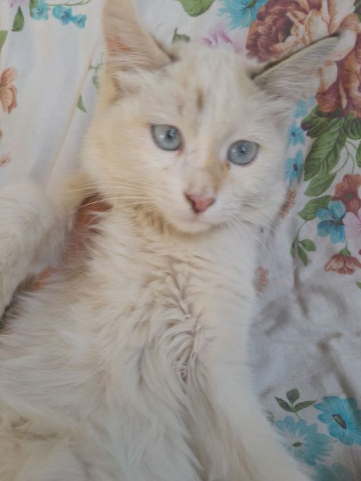Отдам котят в ХОРОШИЕ руки!