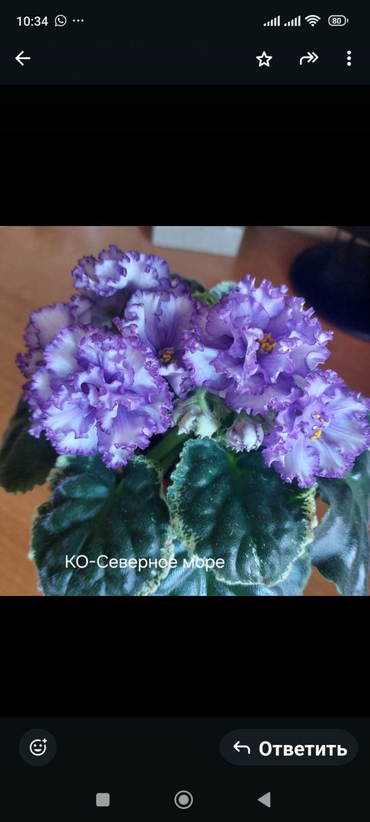Фиалка сортовая листочки