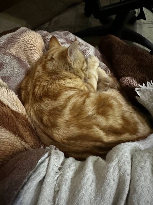 Отдам котят срочно