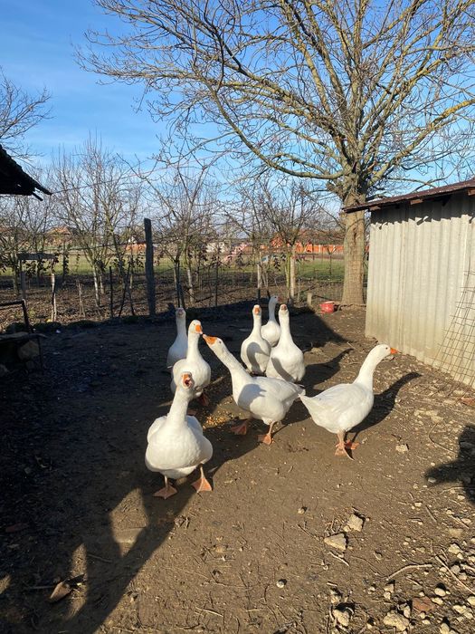 Gâște de vânzare 8 bucati