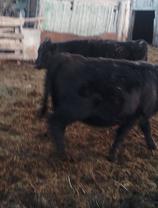 Продам тёлок  10-12 месяцев