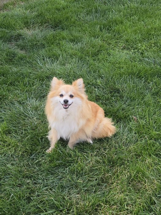 Померан - мини шпиц 3кг.