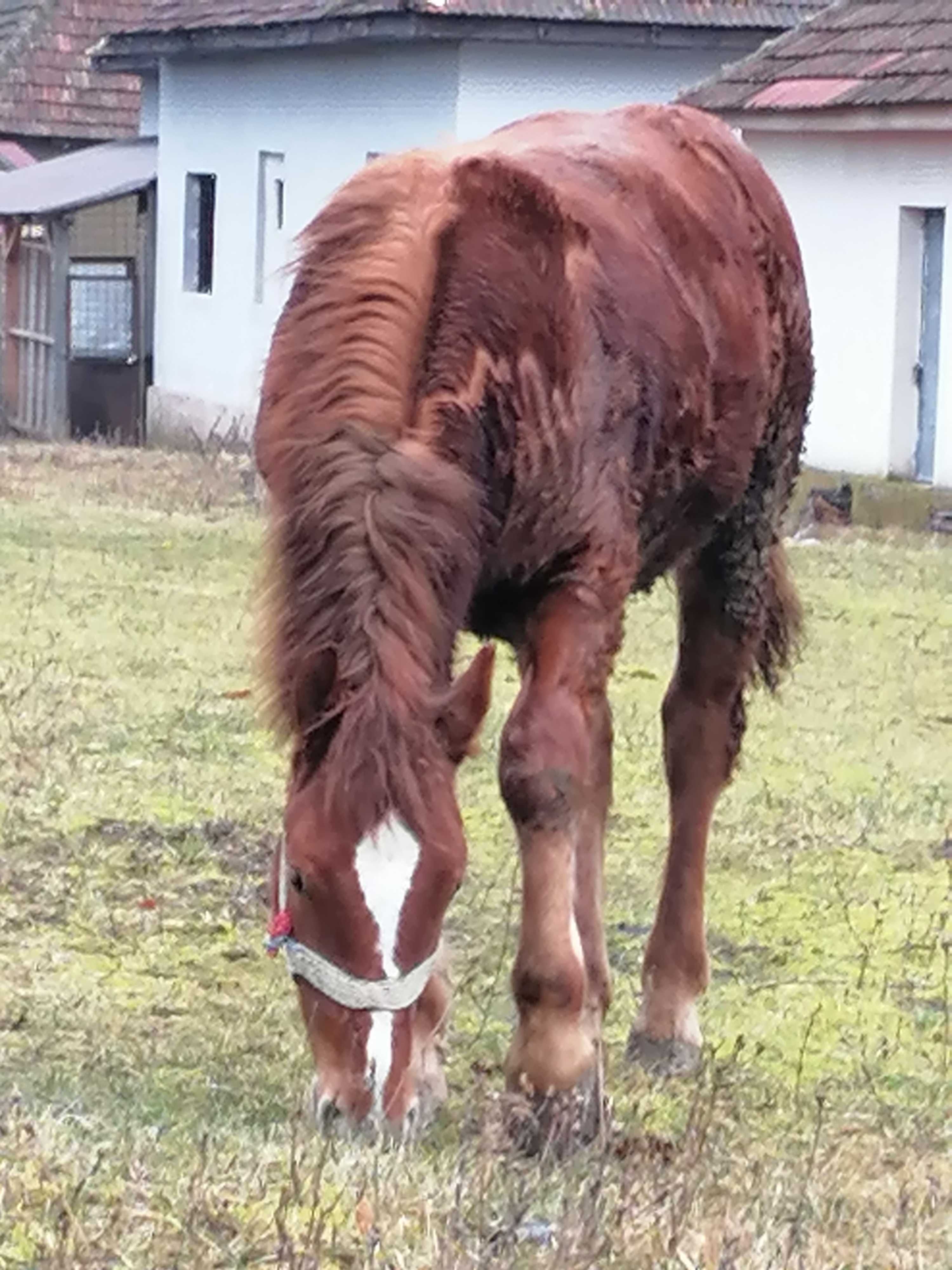 Mânz de noua luni și trei săptămâni