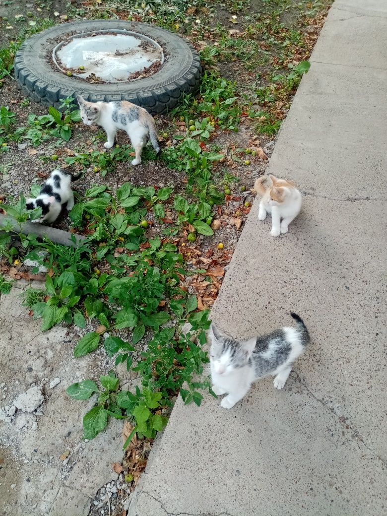 Красивые котята.
