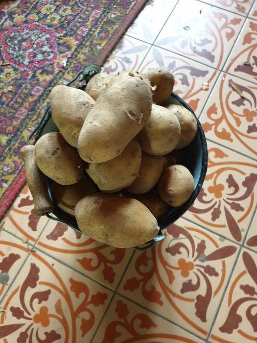 Продам жёлтую распчатую картошку