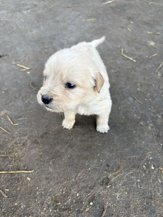 Бебета голдън ретривър