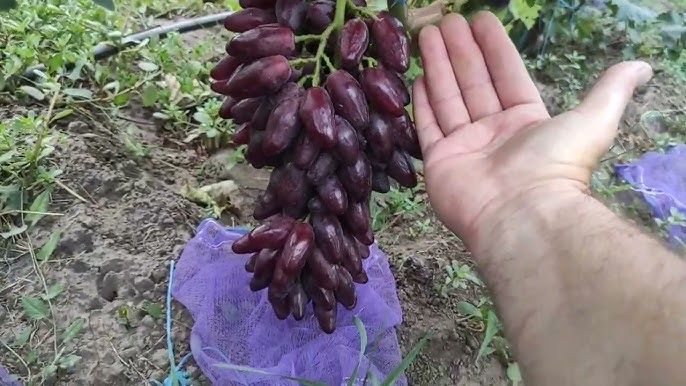 Виноград аватар,ламборжини  и другие