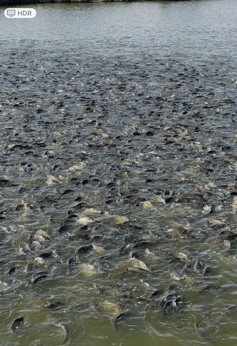 Продается Рыб хоз (готовый бизнес)