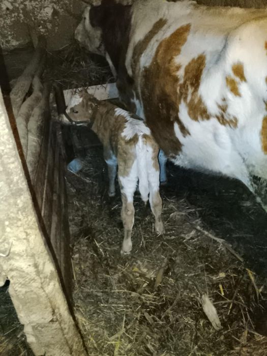 De vânzare vitei și o jurincă cu vițel.