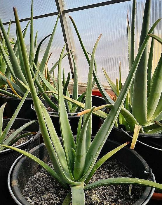 Vand Aloe vera (Aloe barbadensis Miller) 2,5 - 3 ani