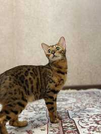 Продается Бенгальская кошка с котятами