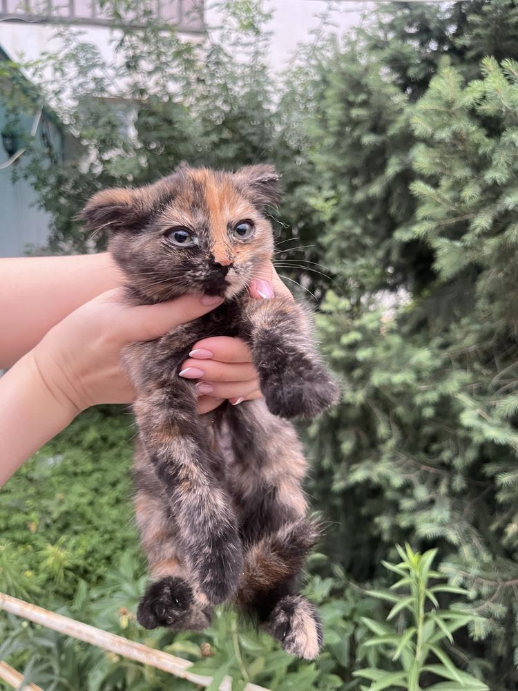 Отдаем котят в добрые руки