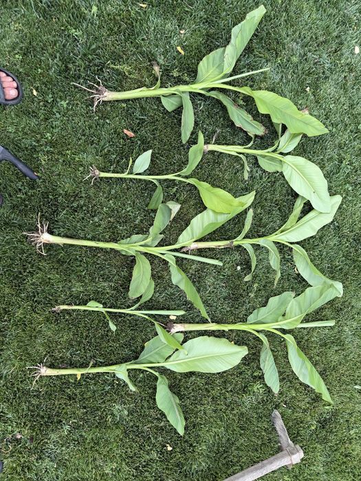 Pui bananier la giveci