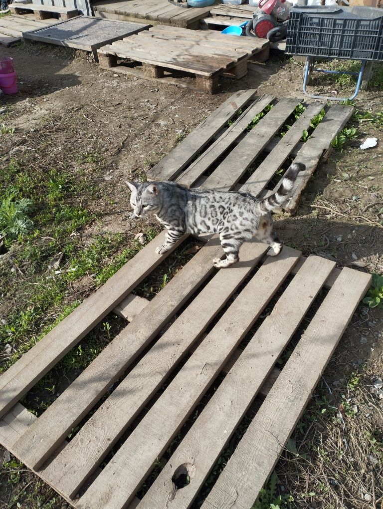 Бенгальский кот серебристого окраса.