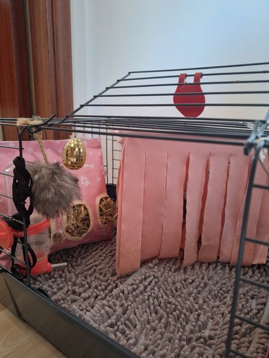 Porcușor de guineea