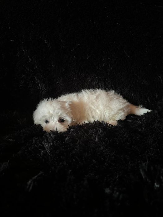 Bichon maltez fetita