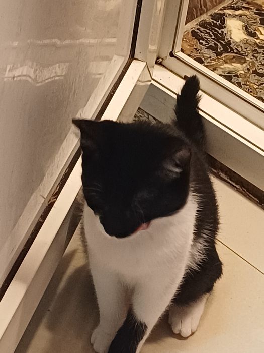 Pisicute pentru adoptie