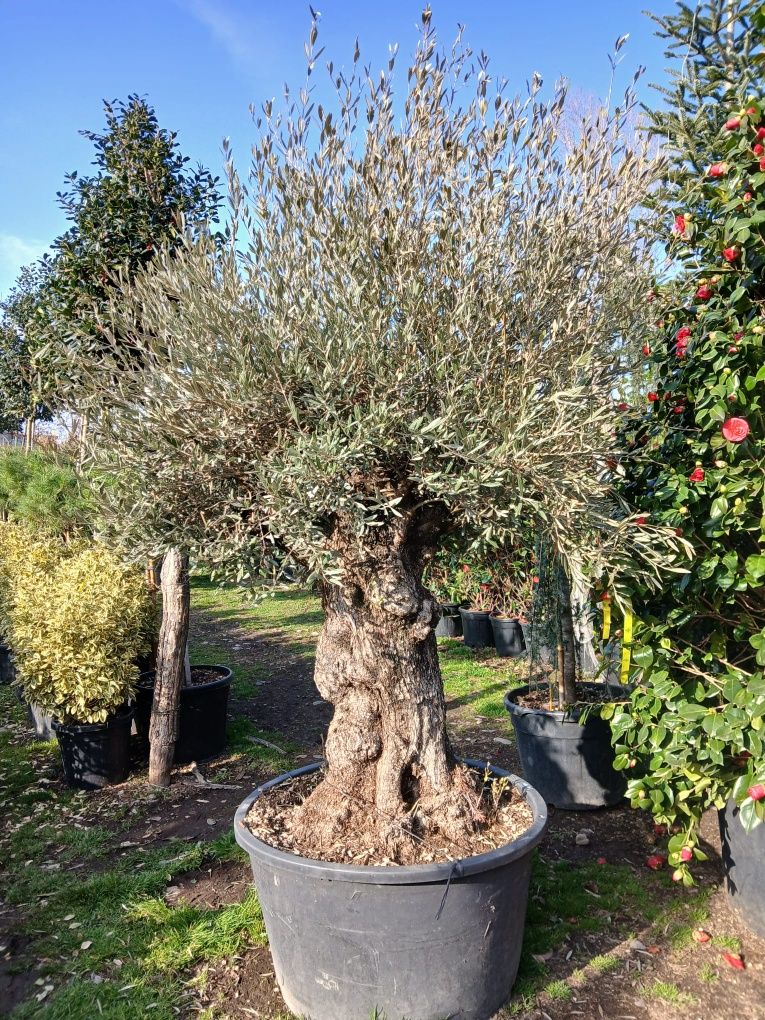 Plante ornamentale