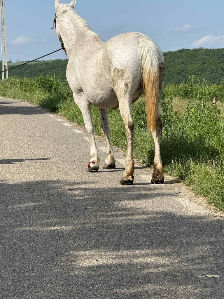 Vând iapa de 8 ani