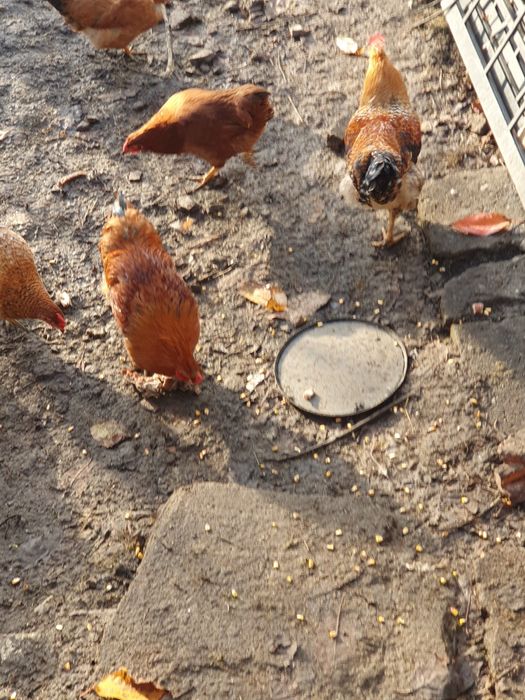 Pers fiz Vand cocosi