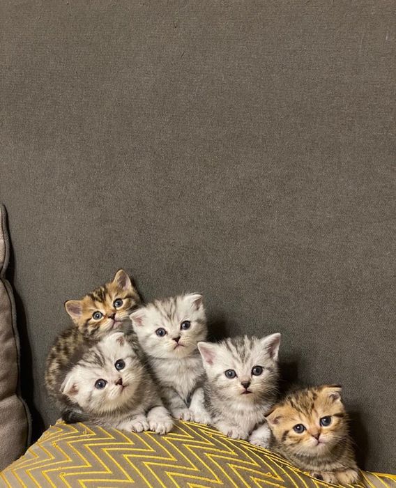 Красивейшие шотландские котята