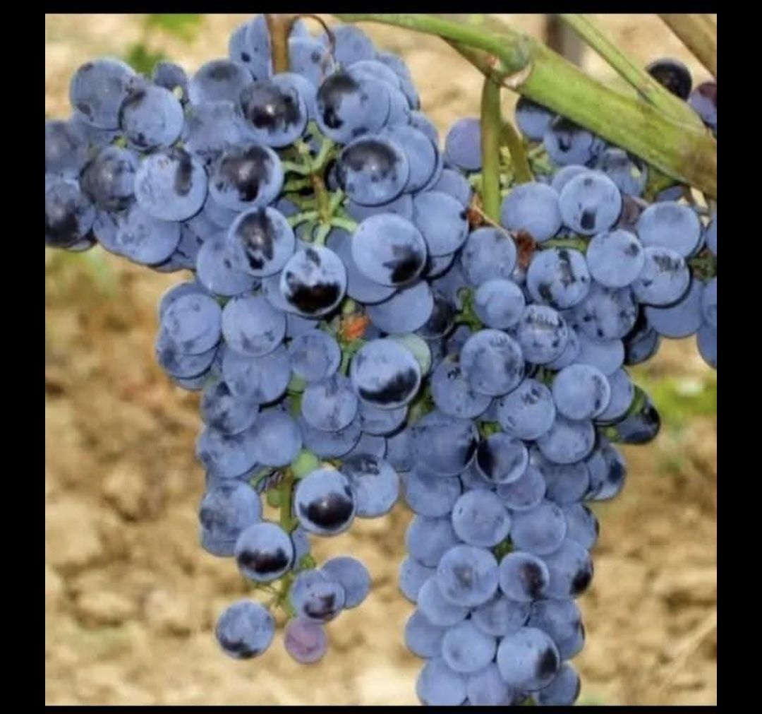 Struguri de Vin recoltă 2025