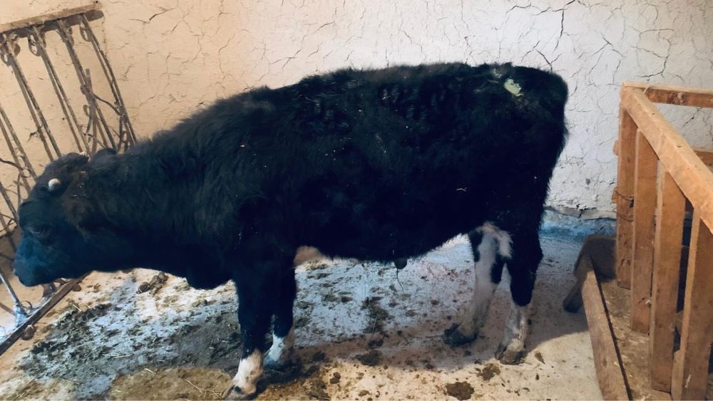 Букашыктар сатылады 2 бас