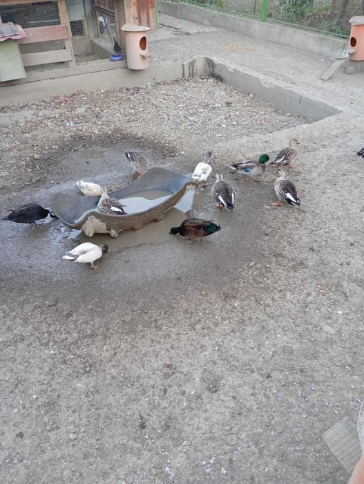 Rațe pitic olandeza