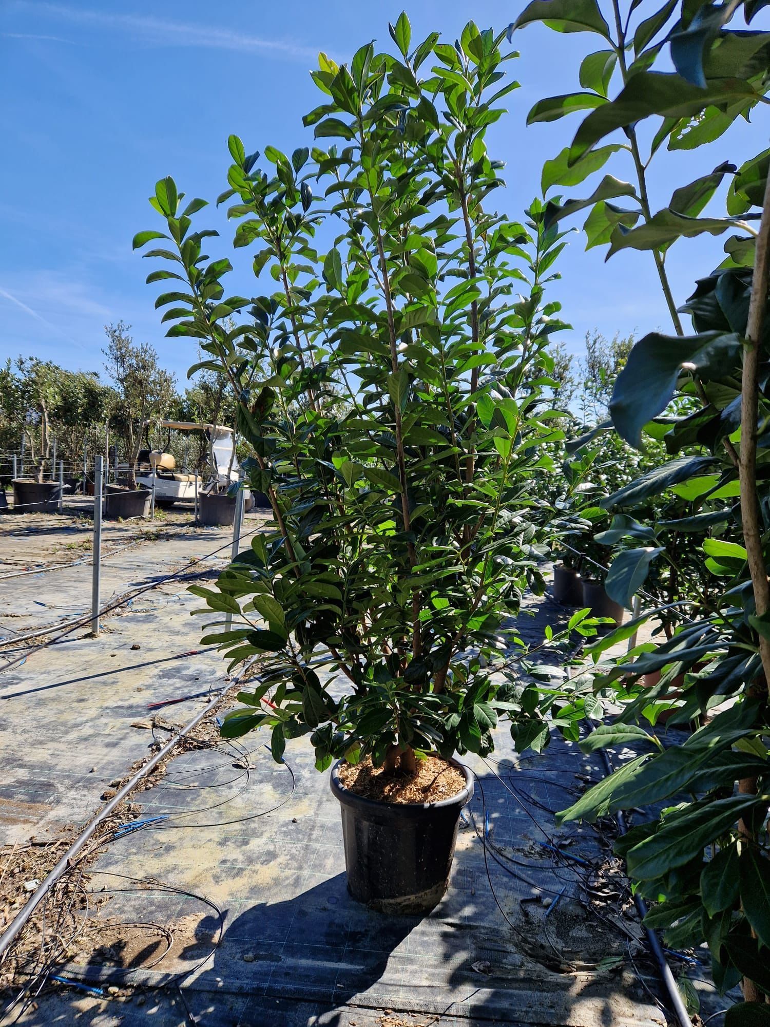 Prunus laurocerasus tufa ideal pentru a forma un gard viu