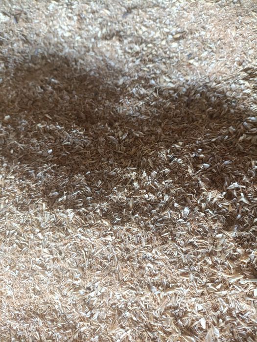 Продам ростки пшеницы и ячменя для коров-баран свиней.