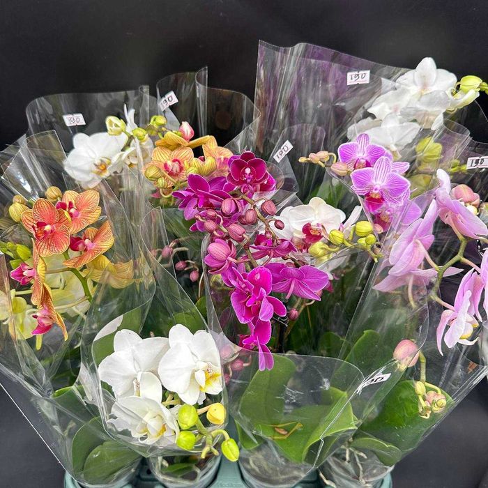 Орхидеи в огромном ассортименте