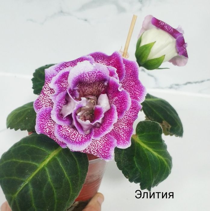 Цветущие глоксинии.