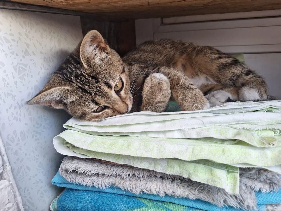 Отдам шикарных котиков