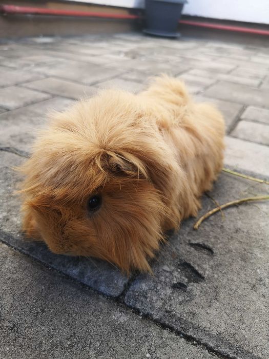 Donez porcușor de guineea