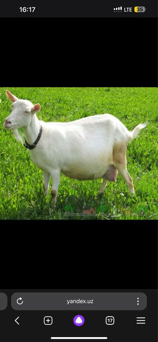 Zod dor sut beradigan echkilar bor