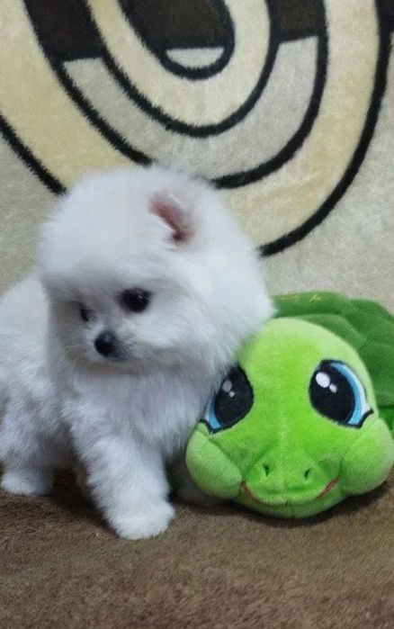 Щенок Померанского Шпица девочка