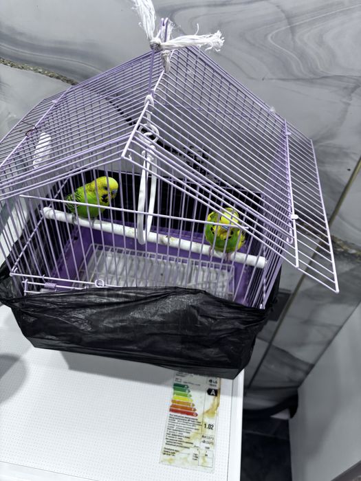 Попугай 2 еу бағасы 20000 Амангелдіде тур