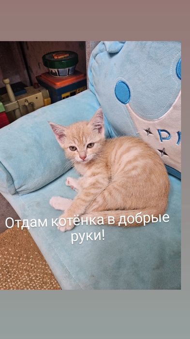 Отдам котёнка в добрые руки