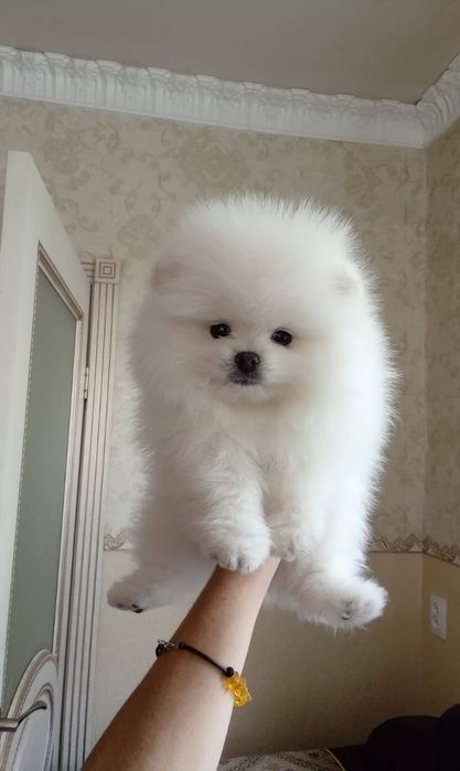 Щенки шпицев продаем