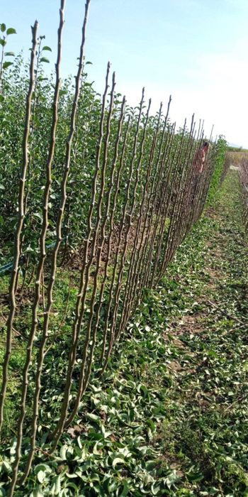 Pomi fructiferi certificati