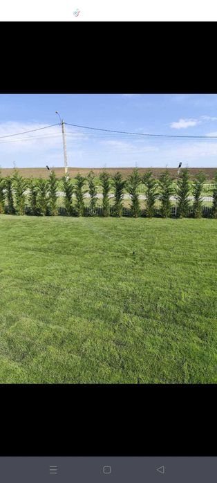 Gazon rezistent și ușor de întreținut – Livrare în toată țara