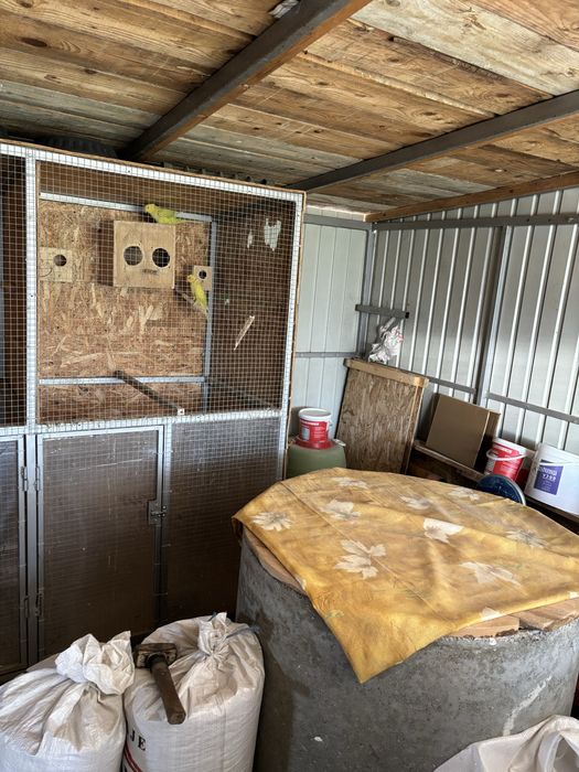 Micul Alexander galben-verde