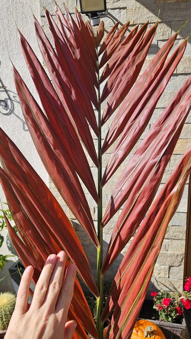 Palmier rar cu frunze rosii Chambeyronia Macrocarpa