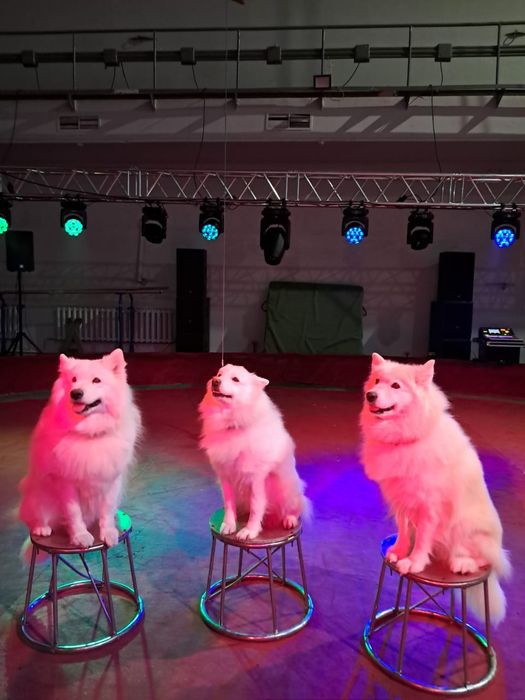 Лайки самоеды 2 девочки 1 мальчик