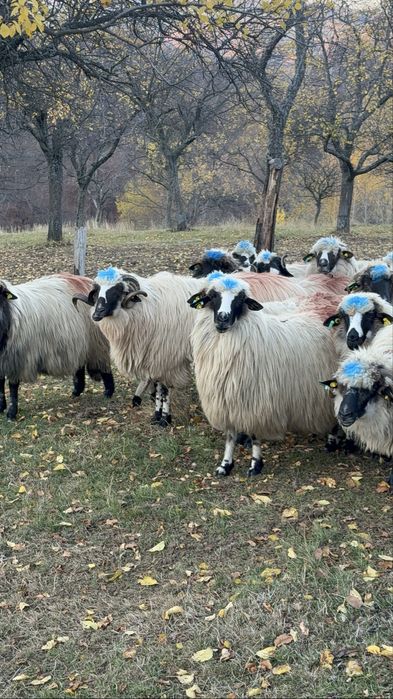 De vanzare,28 de oi breze si bucalai din breze