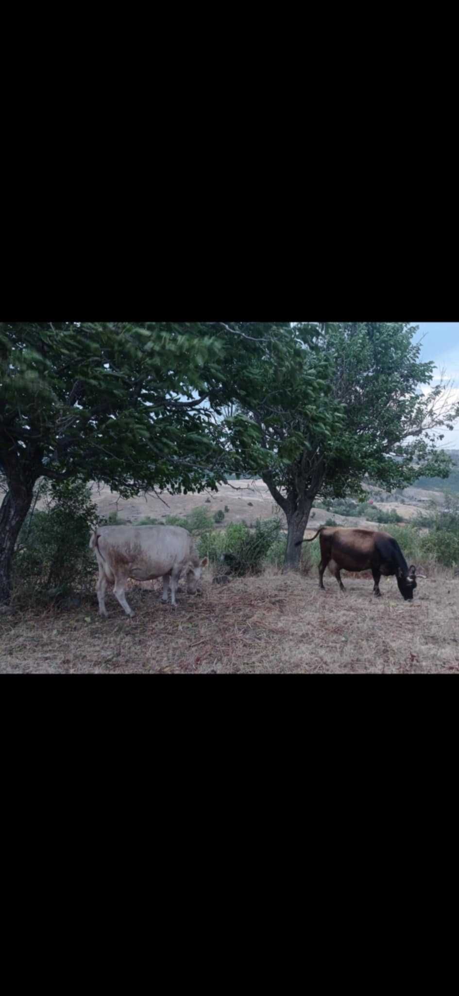 Продавам крави Жерсе