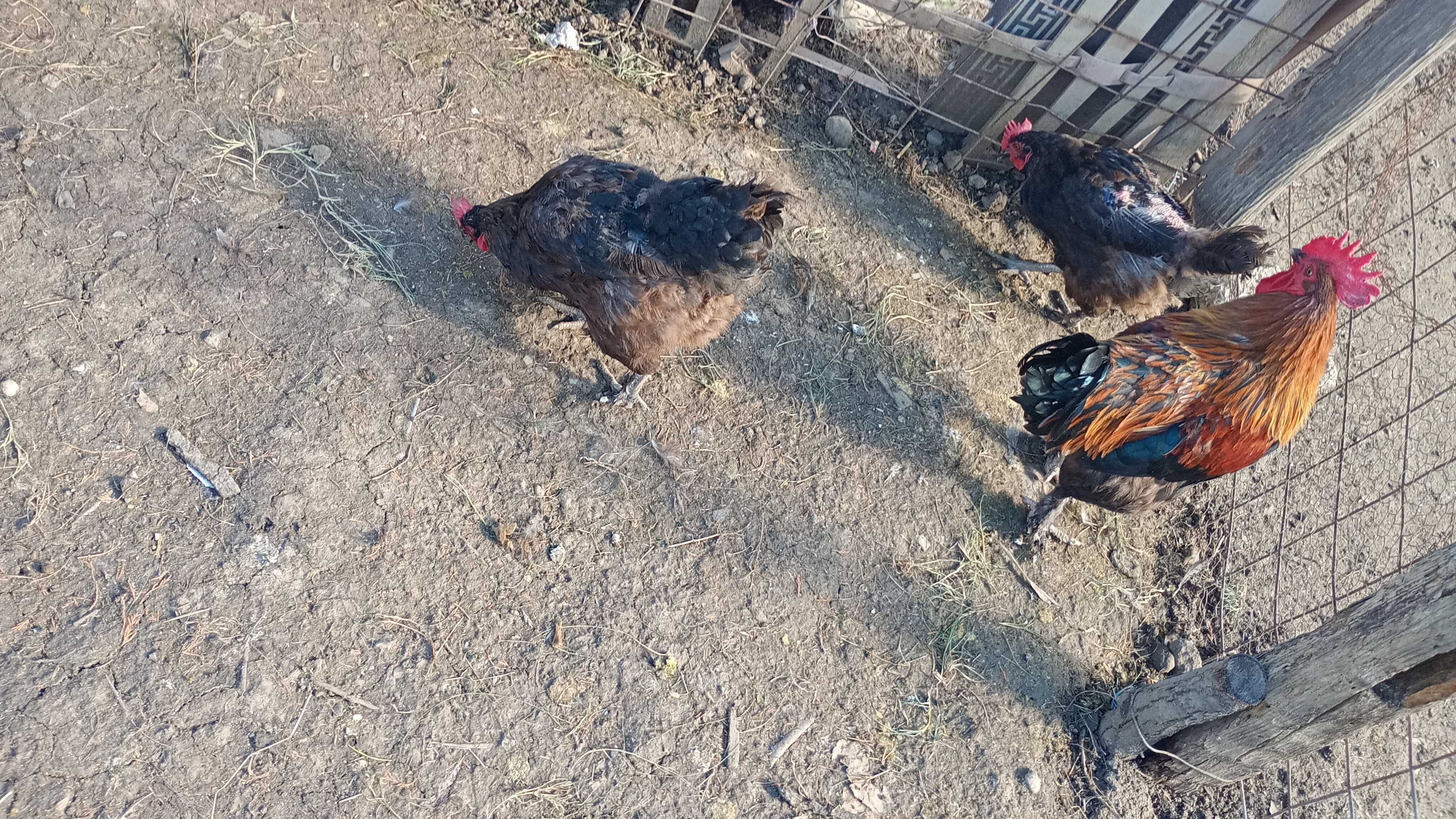 Pui Marans de vânzare pui Australorp Splash și pui olive