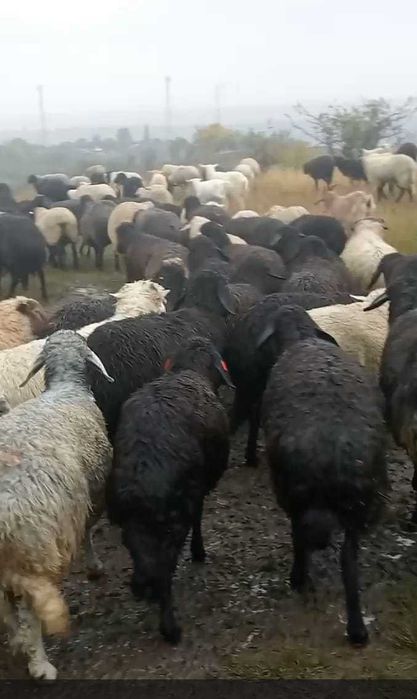 Vând oi tinere rasa karacul.